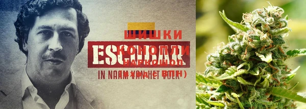 PSILOCYBIN Лихославль